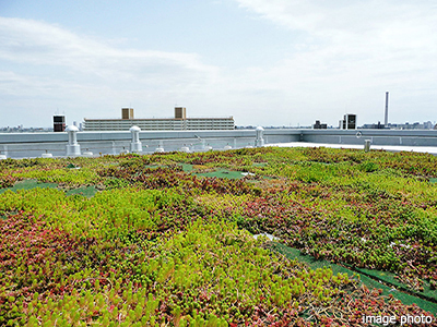 屋上緑化｜グランドメゾン上町台レジデンスタワー