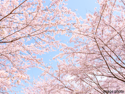 桜｜グランドメゾン上町台レジデンスタワー